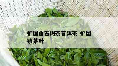 护国山古树茶普洱茶-护国镇茶叶