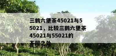 三鹤六堡茶45021与55021，比较三鹤六堡茶45021与55021的不同之处