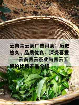 云南青云茶厂普洱茶：历史悠久，品质优良，深受喜爱——云南青云茶业与青云工贸的优质产品介绍