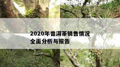 2020年普洱茶销售情况全面分析与报告