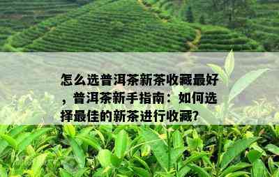 怎么选普洱茶新茶收藏更好，普洱茶新手指南：如何选择更佳的新茶进行收藏？