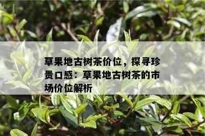 草果地古树茶价位，探寻珍贵口感：草果地古树茶的市场价位解析