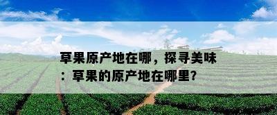 草果原产地在哪，探寻美味：草果的原产地在哪里？