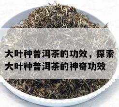 大叶种普洱茶的功效，探索大叶种普洱茶的神奇功效