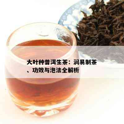 大叶种普洱生茶：润易制茶、功效与泡法全解析