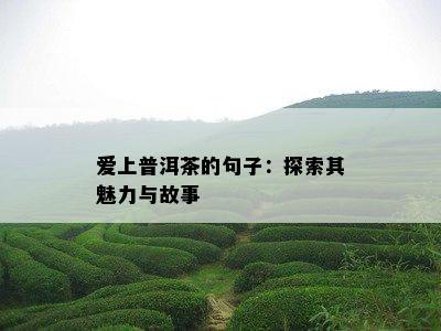 爱上普洱茶的句子：探索其魅力与故事