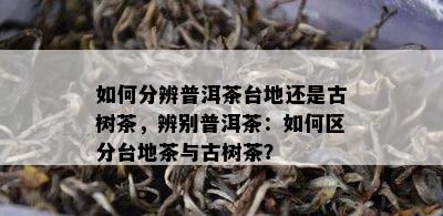 如何分辨普洱茶台地还是古树茶，辨别普洱茶：如何区分台地茶与古树茶？