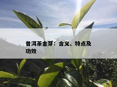 普洱茶金芽：含义、特点及功效