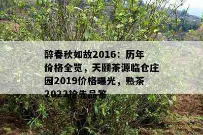 醉春秋如故2016：历年价格全览，天颐茶源临仓庄园2019价格曝光，熟茶2022抢先品鉴