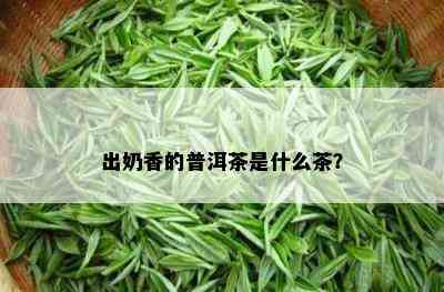 出奶香的普洱茶是什么茶？