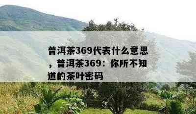 普洱茶369代表什么意思，普洱茶369：你所不知道的茶叶密码