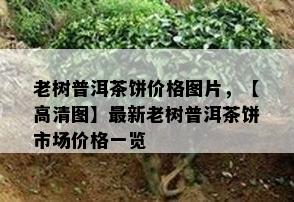 老树普洱茶饼价格图片，【高清图】最新老树普洱茶饼市场价格一览