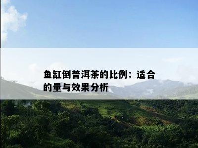 缸倒普洱茶的比例：适合的量与效果分析