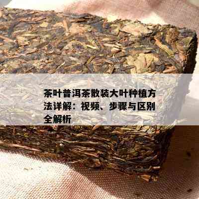 茶叶普洱茶散装大叶种植方法详解：视频、步骤与区别全解析