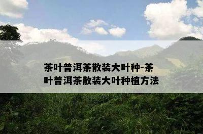 茶叶普洱茶散装大叶种-茶叶普洱茶散装大叶种植方法