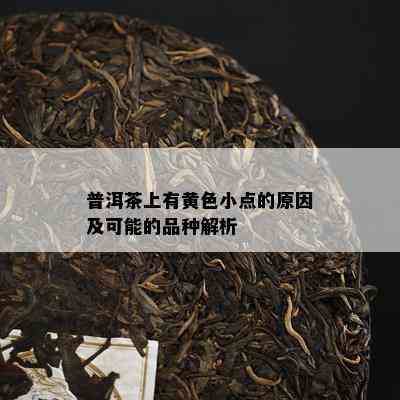 普洱茶上有黄色小点的原因及可能的品种解析