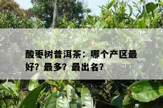 酸枣树普洱茶：哪个产区更好？最多？最出名？