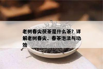 老树春尖茯茶是什么茶？详解老树春尖、春茶泡法与功效