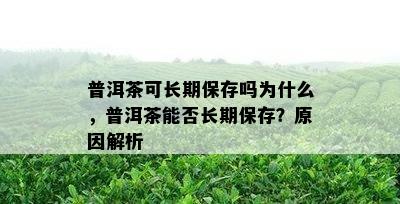 普洱茶可长期保存吗为什么，普洱茶能否长期保存？原因解析