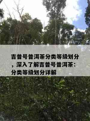 吉普号普洱茶分类等级划分，深入了解吉普号普洱茶：分类等级划分详解