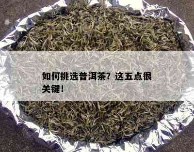 如何挑选普洱茶？这五点很关键！