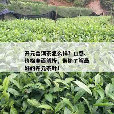 开元普洱茶怎么样？口感、价格全面解析，带你了解更好的开元茶叶！