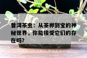 普洱茶虫：从茶卵到宝的神秘世界，你能接受它们的存在吗？