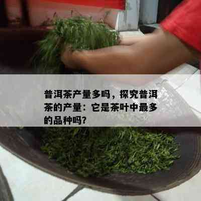 普洱茶产量多吗，探究普洱茶的产量：它是茶叶中最多的品种吗？