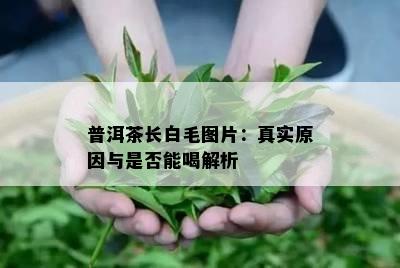 普洱茶长白毛图片：真实原因与是否能喝解析