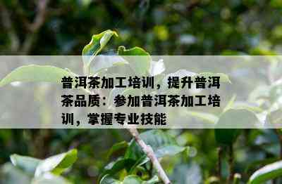 普洱茶加工培训，提升普洱茶品质：参加普洱茶加工培训，掌握专业技能