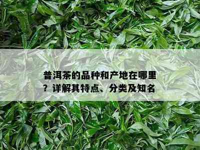 普洱茶的品种和产地在哪里？详解其特点、分类及知名