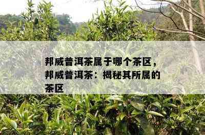 邦威普洱茶属于哪个茶区，邦威普洱茶：揭秘其所属的茶区