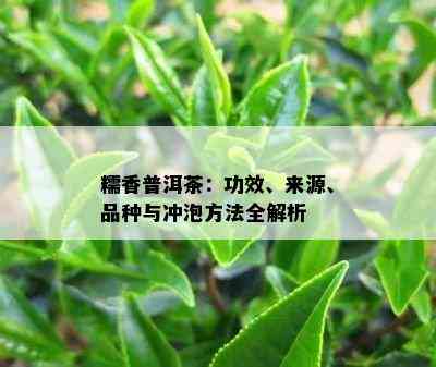 糯香普洱茶：功效、来源、品种与冲泡方法全解析