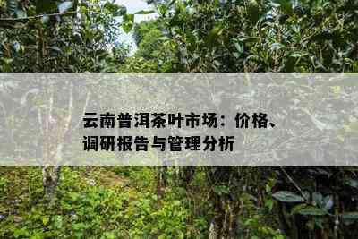 云南普洱茶叶市场：价格、调研报告与管理分析