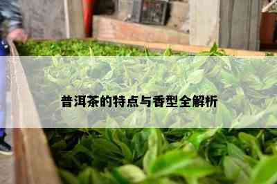 普洱茶的特点与香型全解析