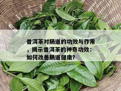 普洱茶对肠道的功效与作用，揭示普洱茶的神奇功效：如何改善肠道健康？