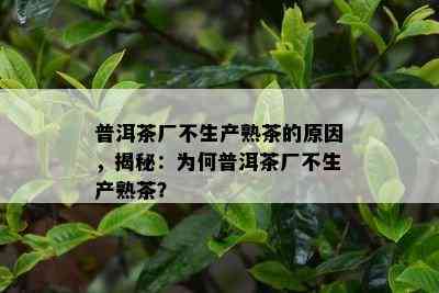 普洱茶厂不生产熟茶的原因，揭秘：为何普洱茶厂不生产熟茶？