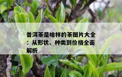 普洱茶是啥样的茶图片大全：从形状、种类到价格全面解析