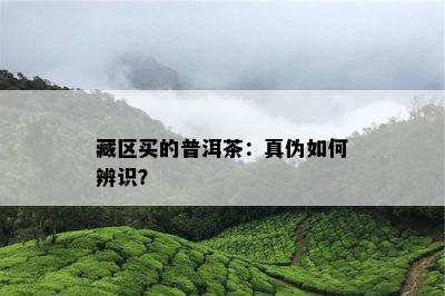 藏区买的普洱茶：真伪如何辨识？