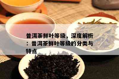 普洱茶鲜叶等级，深度解析：普洱茶鲜叶等级的分类与特点