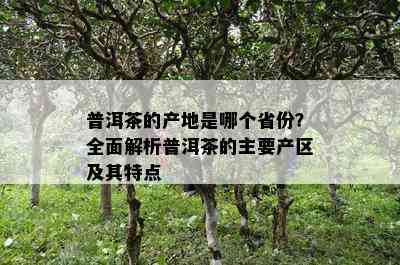 普洱茶的产地是哪个省份？全面解析普洱茶的主要产区及其特点