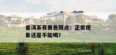 普洱茶有黄色斑点：正常现象还是不能喝？