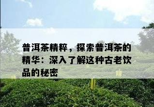 普洱茶精粹，探索普洱茶的精华：深入了解这种古老饮品的秘密