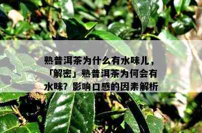 熟普洱茶为什么有水味儿，「解密」熟普洱茶为何会有水味？影响口感的因素解析