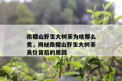 南糯山野生大树茶为啥那么贵，揭秘南糯山野生大树茶高价背后的原因