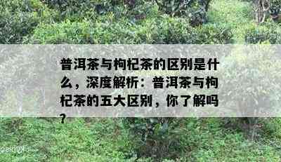 普洱茶与枸杞茶的区别是什么，深度解析：普洱茶与枸杞茶的五大区别，你了解吗？