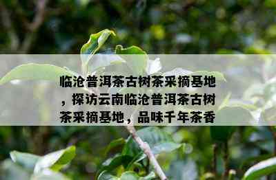 临沧普洱茶古树茶采摘基地，探访云南临沧普洱茶古树茶采摘基地，品味千年茶香