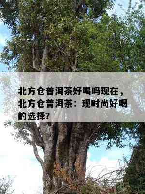 北方仓普洱茶好喝吗现在，北方仓普洱茶：现时尚好喝的选择？