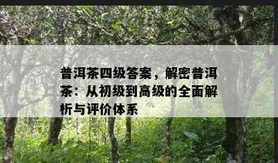 普洱茶四级答案，解密普洱茶：从初级到高级的全面解析与评价体系