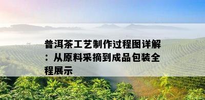 普洱茶工艺制作过程图详解：从原料采摘到成品包装全程展示